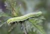 Orthosia gothica